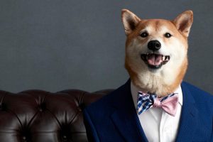 собака бизнес-тренер