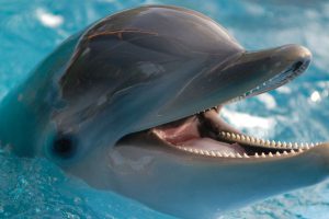 Почему у дельфинов не возникает состояние экзистенциального кризиса?