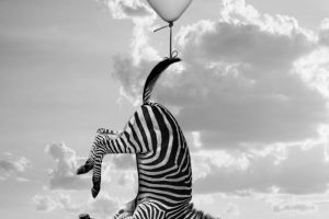 зебра с шаром