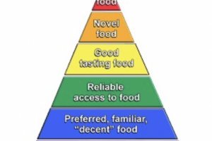 Иерархия пищевых потребностей Эллин Саттар