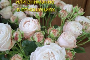 Как хороши были розы или внимание в отношениях